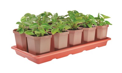 Набор д/рассады (10 горш.)(410х170х90) (микс) (то)