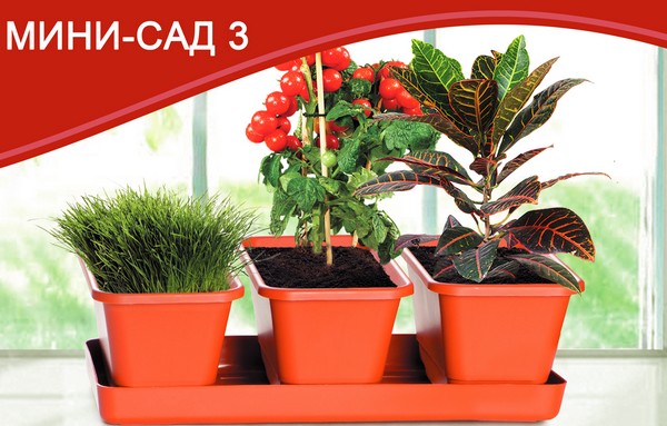 Мини-сад 3 горшка + поддон 33см